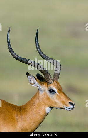 Impala (Aepyceros Melampus) männlich, Masai Mara Game reserve, Kenia Stockfoto