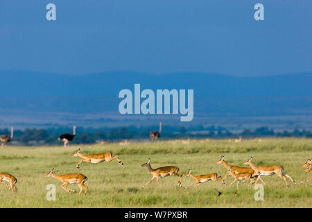 Impala (Aepyceros melampus) Herde mit Strauße im Hintergrund, Masai-Mara Game Reserve, Kenia Stockfoto