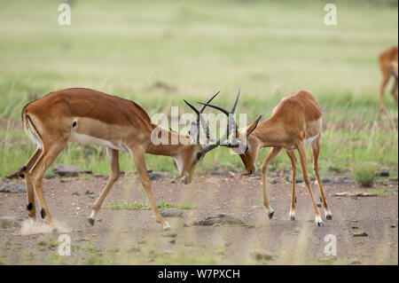 Impala (Aepyceros melampus) Männer kämpften, Masai-Mara Game Reserve, Kenia Stockfoto