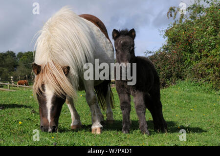 Amerikanische Miniatur Pferd (Equus Caballus) Stute grasen auf einer grasbewachsenen Koppel neben ihr Fohlen, Wiltshire, UK, September. Stockfoto