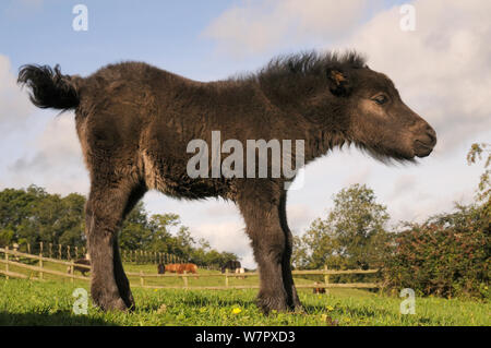 Amerikanische miniatur Pferd (Equus caballus) Fohlen stehen in einem grasbewachsenen Hügel Paddock, Wiltshire, UK, September. Stockfoto