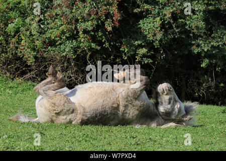 Amerikanische miniatur Pferd (Equus caballus) mare Rolling auf seinen Rücken auf grünen Weiden, Wiltshire, UK, September. Stockfoto