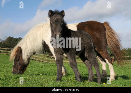 Amerikanische miniatur Pferd (Equus caballus) Fohlen stand neben seiner Mutter, wie sie in einem grasartigen Paddock, Wiltshire, UK, September Schürfwunden. Stockfoto