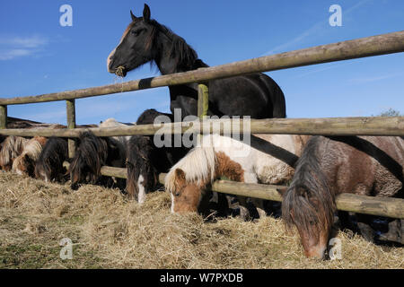 Zeile der amerikanischen Miniatur Pferde und einen Welsh Cob (Equus caballus), die durch einen Holzzaun Heu, Wiltshire, Großbritannien, Oktober zu essen. Stockfoto