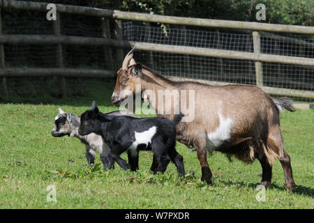 Mutter Pygmy Ziege (Capra Hircus) wandern mit zwei kleinen Kindern in einem eingezäunten Koppel, Wiltshire, UK, September. Stockfoto