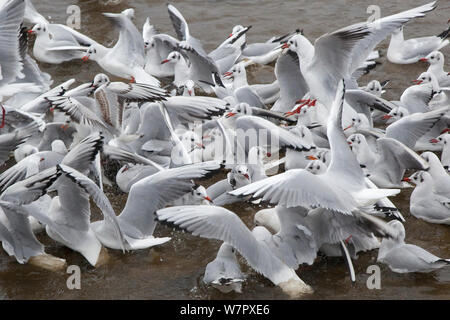 Schwarz Möwen (Larus ridibundus) im Winter Gefieder über Essen auf dem Wasser kämpfen geleitet. Norfolk, Dezember. Stockfoto