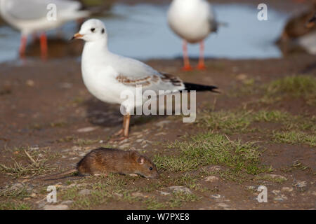 Braune Ratte (Rattus norvegicus) Nahrungssuche mit Möwen im Hintergrund. Norfolk, November. Stockfoto