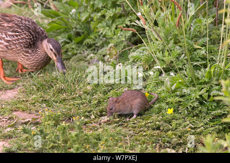 Braune Ratte (Rattus norvegicus) Nahrungssuche neben Stockente (Anas platyrhynchos). Norfolk, November. Stockfoto