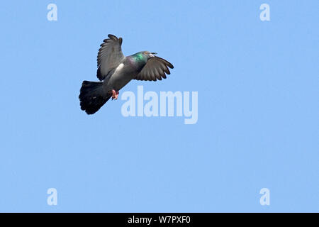 Rock Dove / Wilde Taube (Columba livia) im Flug. Hunstanton, Norfolk, April. Stockfoto