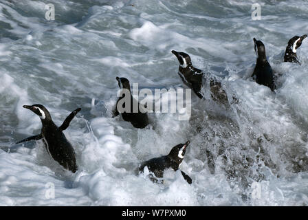 Magellanschen penquins (Spheniscus Magellanicus) Position heraus zum Meer durch die Brandung, Sea Lion Island, den Falkland Inseln. Stockfoto