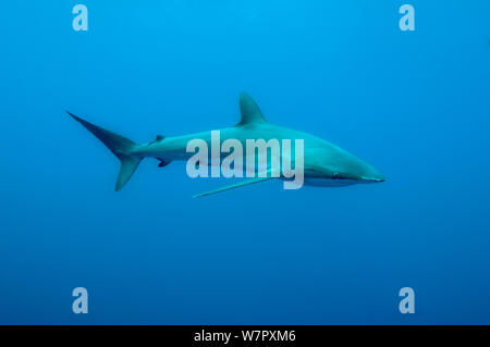 Seidig shark (Carcharhinus faliformis) Darwins Arch, Galapagos. Stockfoto