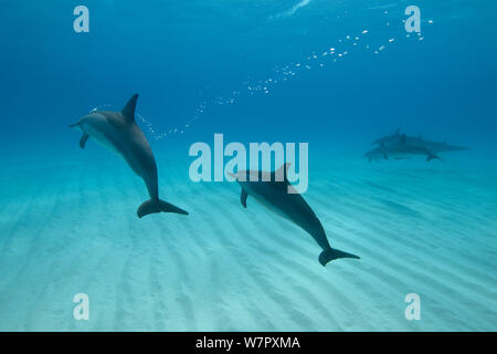 Spinner Delfine (Stenella longirostris) kleine Pod in Midway Atoll, Midway, Pazifik. Stockfoto