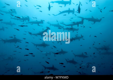 Bogenstirn Hammerhai (Sphyrna lewini) Schule Hammerhaie an Darwins Arch, Galapagos. Stockfoto