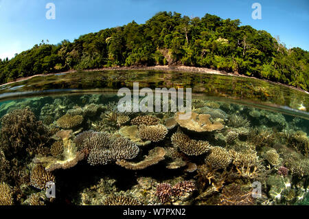 Tischkorallen (Acropora sp) auf einer niedrigen Spring Tide. Somo Somo Kanal. Fidschi Stockfoto