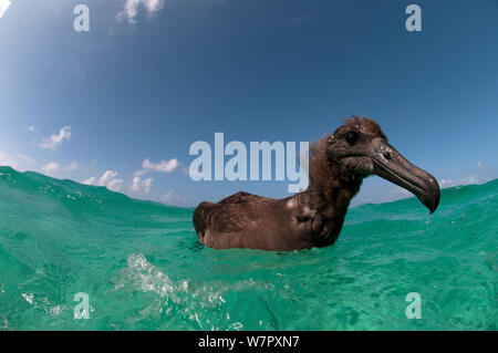 Schwarz-füßige Albatross (Phoebastria Nigripes) flügge Jugendlicher innerhalb der Midway Lagune, Pazifischer Ozean Stockfoto