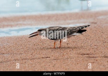 Junge afrikanische Skimmer (Rynchops flavirostris). Douala-Edea finden, Kamerun. Foto auf Position für BBC Afrika Serie entnommen, Mai 2010. Stockfoto