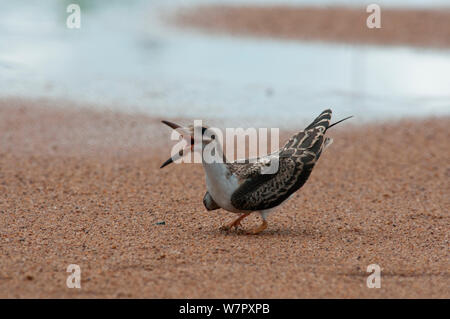 Junge afrikanische Skimmer (Rynchops flavirostris). anrufen, Douala-Edea finden, Kamerun. Foto auf Position für BBC Afrika Serie entnommen, Mai 2010. Stockfoto