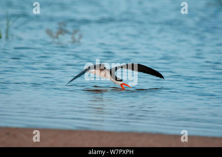African Skimmer (Rynchops flavirostris) skimming für Fische auf dem Sanaga Fluss, Douala-Edea finden, Kamerun. Foto auf Position für BBC Afrika Serie entnommen, Mai 2010. Stockfoto