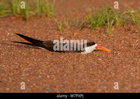 African Skimmer (Rynchops flavirostris) sitzen auf Nest, Douala-Edea finden, Kamerun. Foto auf Position für BBC Afrika Serie entnommen, Mai 2010 Stockfoto