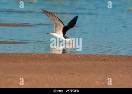 African Skimmer (Rynchops flavirostris) skimming für Fisch auf dem Sanaga Fluss, Douala-Edea finden, Kamerun. Foto auf Position für BBC Afrika Serie entnommen, Mai 2010 Stockfoto