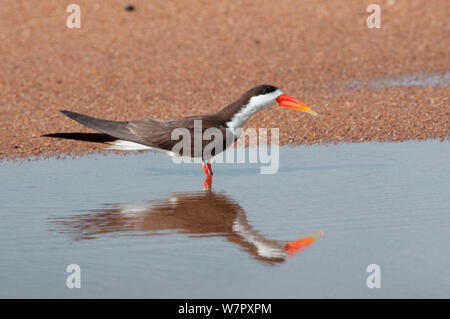 African Skimmer (Rynchops flavirostris) im Wasser spiegelt, Douala-Edea finden, Kamerun. Foto auf Position für BBC Afrika Serie entnommen, Mai 2010. Stockfoto