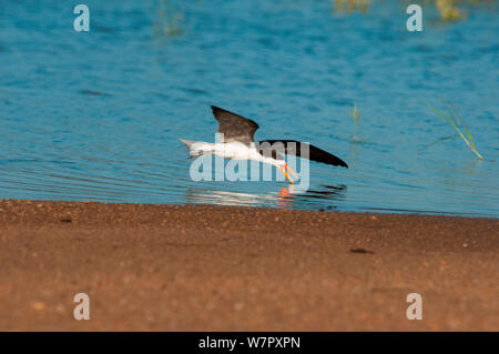 African Skimmer (Rynchops flavirostris) skimming für Fisch auf dem Sanaga Fluss, Douala-Edea finden, Kamerun. Foto auf Position für BBC Afrika Serie entnommen, Mai 2010 Stockfoto