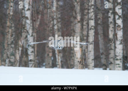 Bartkauz (Strix Nebulosa) im Flug über Schnee mit Birke Wald dahinter, Tornio, Finnland. Foto auf Position für BBC Frozen Planet Serie entnommen, März 2009 Stockfoto