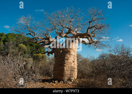 Affenbrotbaum (Adansonia rubrostipa) Tsimanampetsotsa Nationalpark, Madagaskar. Foto auf Position für BBC 'Wilden Madagaskar' Serie entnommen, August 2009. Stockfoto