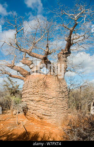 Affenbrotbaum (Adansonia rubrostipa) Tsimanampetsotsa Nationalpark, Madagaskar. Foto auf Position für BBC 'Wilden Madagaskar' Serie entnommen, August 2009. Stockfoto