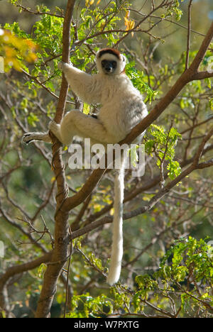 Verreaux's Sifaka (Propithecus verreauxi), Isalo Nationalpark, Madagaskar. Foto auf Position für BBC 'Wilden Madagaskar' Serie entnommen, September 2009. Stockfoto