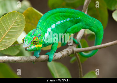 Panther chameleon (Furcifer pardalis) Portrait. Nosy Be Madagaskar. Foto auf Position für BBC 'Wilden Madagaskar'-Serie, Januar 2010 Stockfoto