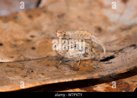 Das Umwerben paar Nosy Pygmy Blatt Chamäleons (Brookesia minima) Der weltweit kleinste Reptil. Nosy Be Madagaskar. Foto auf Position für BBC 'Wilden Madagaskar'-Serie, Januar 2010 Stockfoto