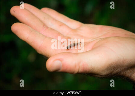 Nosy Pygmy Blatt Chameleon (Brookesia minima) männlich, der weltweit kleinste an Hand Reptil. Nosy Be Madagaskar. Foto auf Position für BBC 'Wilden Madagaskar'-Serie, Januar 2010 Stockfoto