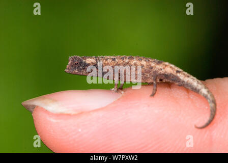 Nosy Pygmy Blatt Chameleon (Brookesia minima) männlich, der weltweit kleinste am Finger Reptil. Nosy Be Madagaskar. Foto auf Position für BBC 'Wilden Madagaskar'-Serie, Januar 2010 Stockfoto