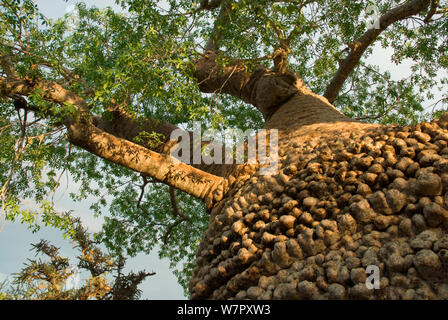 Affenbrotbaum (Adansonia rubrostipa), grünes Laub während der Regenzeit. Lac Tsimanampetsotsa, Madagaskar. Foto auf Position für BBC 'Wilden Madagaskar' Serie entnommen, Februar 2010 Stockfoto