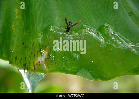 Wasp (Ropalidia Arten) angreifenden Mantellid Frosch Kaulquappen (Guibemantis Arten) auf Blatt überhängenden Teich. Kaulquappen zu entkommen, indem Sie Wasser. Verband Mitsinjo finden, Andasibe, Madagaskar. Foto auf Position für BBC 'Wilden Madagaskar' Serie entnommen, Februar 2010 Stockfoto