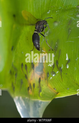 Wasp (Ropalidia Arten) angreifenden Mantellid Frosch Kaulquappen (Guibemantis Arten) auf Blatt überhängenden Teich. Kaulquappen zu entkommen, indem Sie Wasser. Verband Mitsinjo finden, Andasibe, Madagaskar. Foto auf Position für BBC 'Wilden Madagaskar' Serie entnommen, Februar 2010 Stockfoto