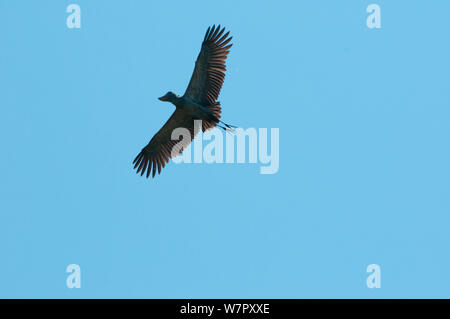 Schuhschnabel (Balaeniceps Rex) im Flug, Bengwelu Sumpf, Sambia. Foto auf Position für BBC Afrika Serie entnommen, August 2010. Stockfoto