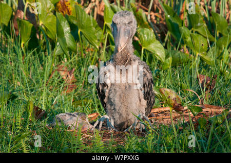 Schuhschnabel (Balaeniceps Rex) Küken im Nest, Bengwelu Sumpf, Sambia. Foto auf Position für BBC Afrika Serie entnommen, August 2010. Stockfoto