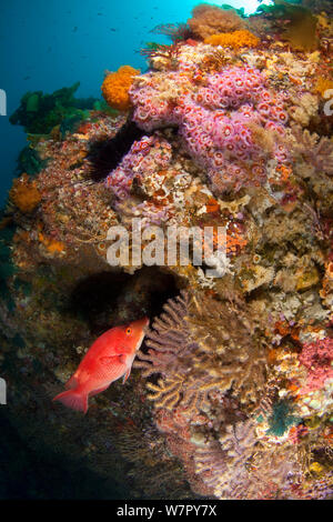 Rot (Bodianus pigfish unimaculatus) mit Wand von Seeanemonen, Korallen und andere tierische Wachstum, Poor Knights Inseln, Neuseeland, Januar Stockfoto