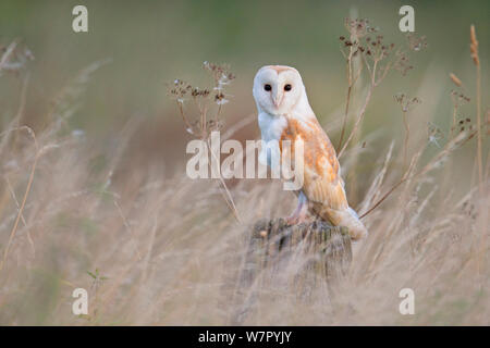 Schleiereule (Tyto alba) unter Gras thront. UK, November. Stockfoto