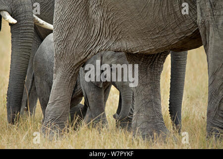 Afrikanischer Elefant (Loxodonta africana) Kalb in der Zucht Herde. Masai Mara, Kenia, Afrika, August. Stockfoto