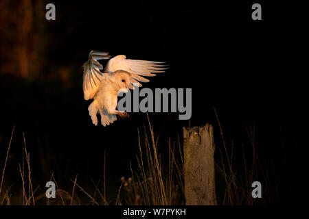 Schleiereule (Tyto alba) Landung auf Post. UK, September. Stockfoto
