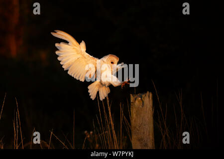 Schleiereule (Tyto alba) Landung auf Post. UK, September. Stockfoto