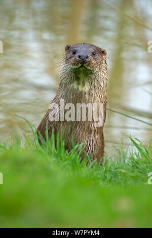 Europäische Otter (Lutra Lutra) Porträt. Kontrollierten Bedingungen. UK, Oktober. Stockfoto