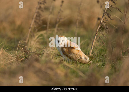 Schleiereule (Tyto alba) Rastplätze auf dem Boden. Großbritannien, Februar. Stockfoto
