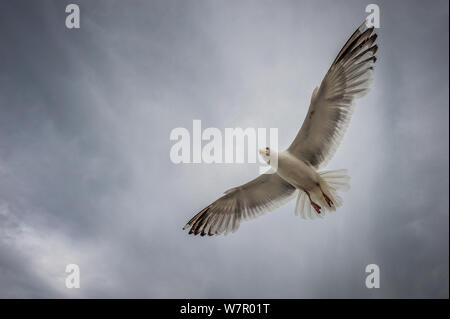 Silbermöwe (Larus argentatus) im Flug, Eretat, Normandie, Frankreich, Juni. Stockfoto