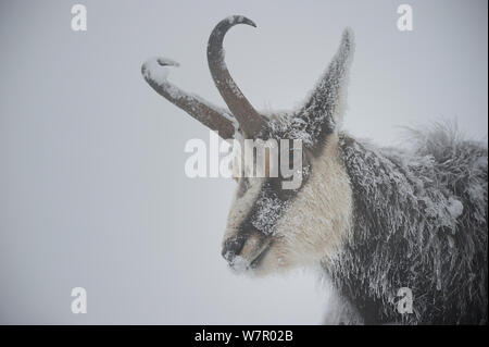 Gemse (Rupicapra rupicapra) mit gefrorenen Pelz, Ballons des Vosges Regionalen Naturpark, Vogesen, Frankreich, Januar. Stockfoto