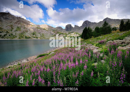 Große Weidenröschen (Epilobium hirsutum) entlang der Kante des Lac d'Allos, Nationalpark Mercantour, Alpes-de-Haute-Provence, Frankreich, August. Stockfoto