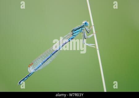 Männliche Hufeisen-azurjungfer (Coenagrion puella) ruht auf einem Stiel, Vallee de la Seille (Seille Valley), Lothringen, Frankreich, Juni Stockfoto